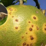 Chicharrita de los cítricos: rige alerta fitosanitaria para San Pedro y Baradero | FM Avenida