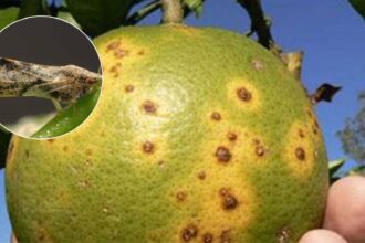 Chicharrita de los cítricos: rige alerta fitosanitaria para San Pedro y Baradero | FM Avenida