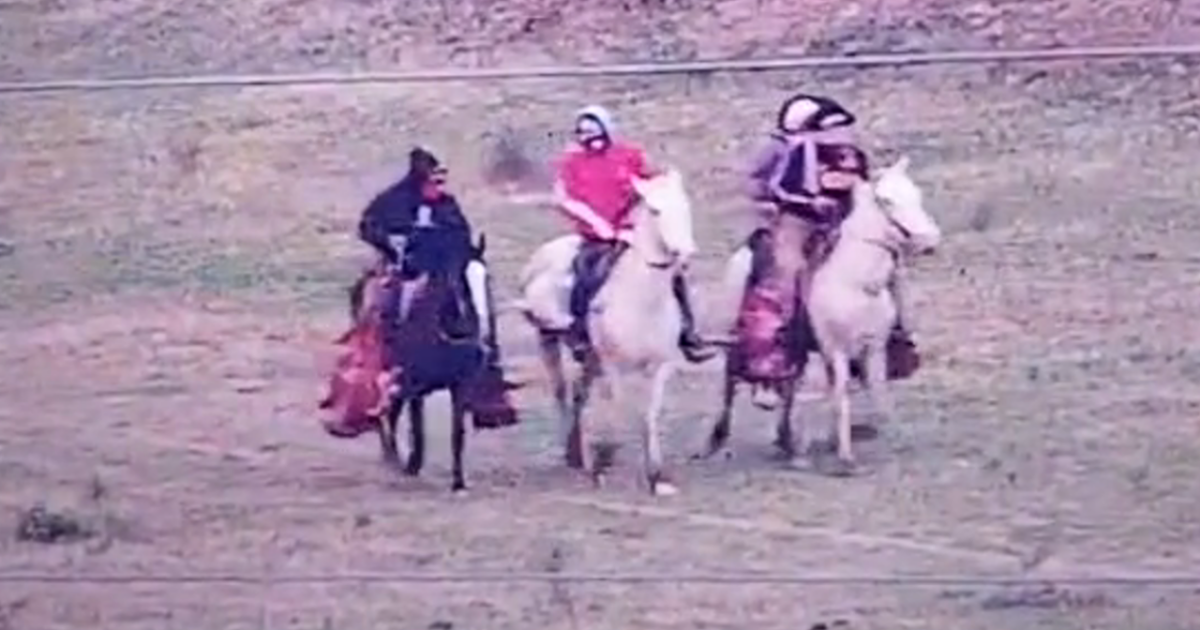 Cuatreros a caballo robaron y faenaron vacas en un campo cercano a Villa Sarita (Video) | FM Avenida