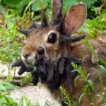 El virus en conejos con “cuernos y tentáculos” en Estados Unidos genera alarma: ¿puede contagiar a humanos? | FM Avenida