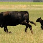 Pese al entusiasmo de productores por el alto precio de la hacienda en dólares, por ahora no hay signos de recomposición del rodeo | FM Avenida