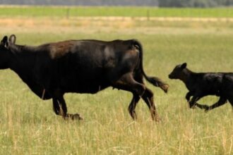 Pese al entusiasmo de productores por el alto precio de la hacienda en dólares, por ahora no hay signos de recomposición del rodeo | FM Avenida