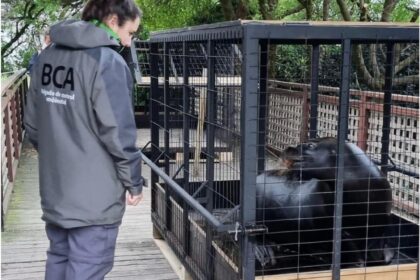 Polémica en Mar del Plata por presunto abandono de animales en el ex Aquarium: tras una inspección, trasladaron a cinco lobos marinos | FM Avenida