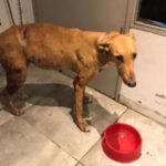 Río Tala: quejas por un hombre que circula con perros agresivos que atacan y matan a mascotas del pueblo | FM Avenida