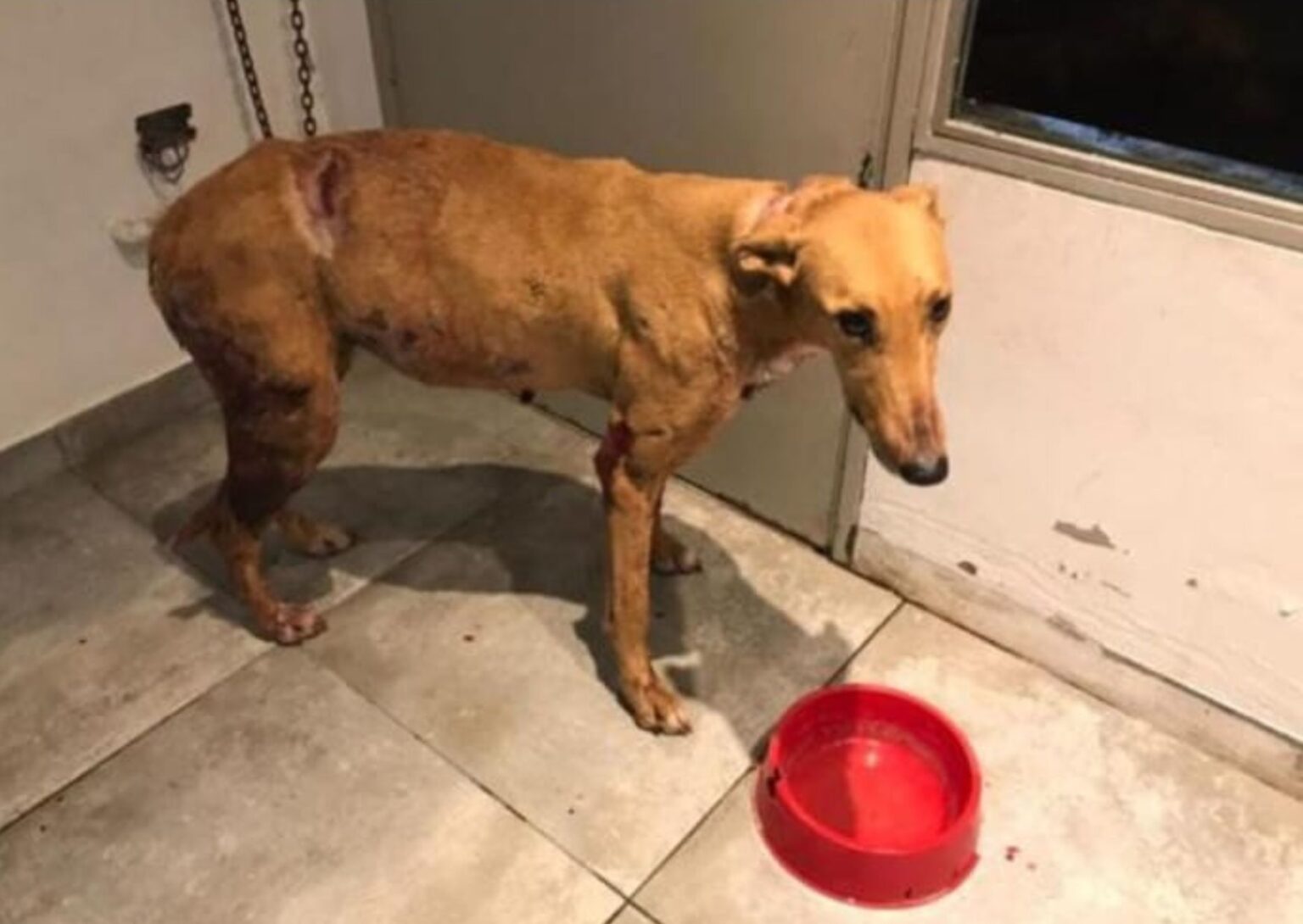 Río Tala: quejas por un hombre que circula con perros agresivos que atacan y matan a mascotas del pueblo | FM Avenida