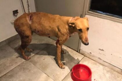 Río Tala: quejas por un hombre que circula con perros agresivos que atacan y matan a mascotas del pueblo | FM Avenida