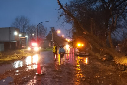 Temporal de lluvia: cayó una planta en ruta 191 y provocó el despiste de un auto | FM Avenida