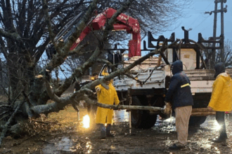 Un vehículo despistó en la Ruta 191 por una planta caída y se mantiene el operativo preventivo por el temporal | FM Avenida