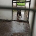 Escándalo en Tandil: amenazan con marcha a la casa del intendente por perros inundados en Zoonosis | FM Avenida
