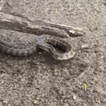 Hallaron una culebra en un vivero de ruta 9: "Este animalito, ¿es peligroso o no?" | FM Avenida