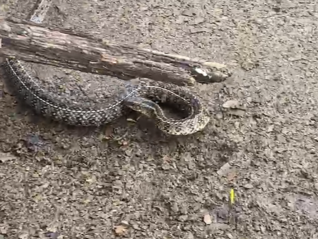 Hallaron una culebra en un vivero de ruta 9: "Este animalito, ¿es peligroso o no?" | FM Avenida