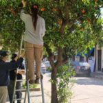 Inta y Senasa controlan plagas en los naranjos amargos del centro | FM Avenida