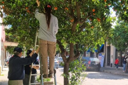 Inta y Senasa controlan plagas en los naranjos amargos del centro | FM Avenida
