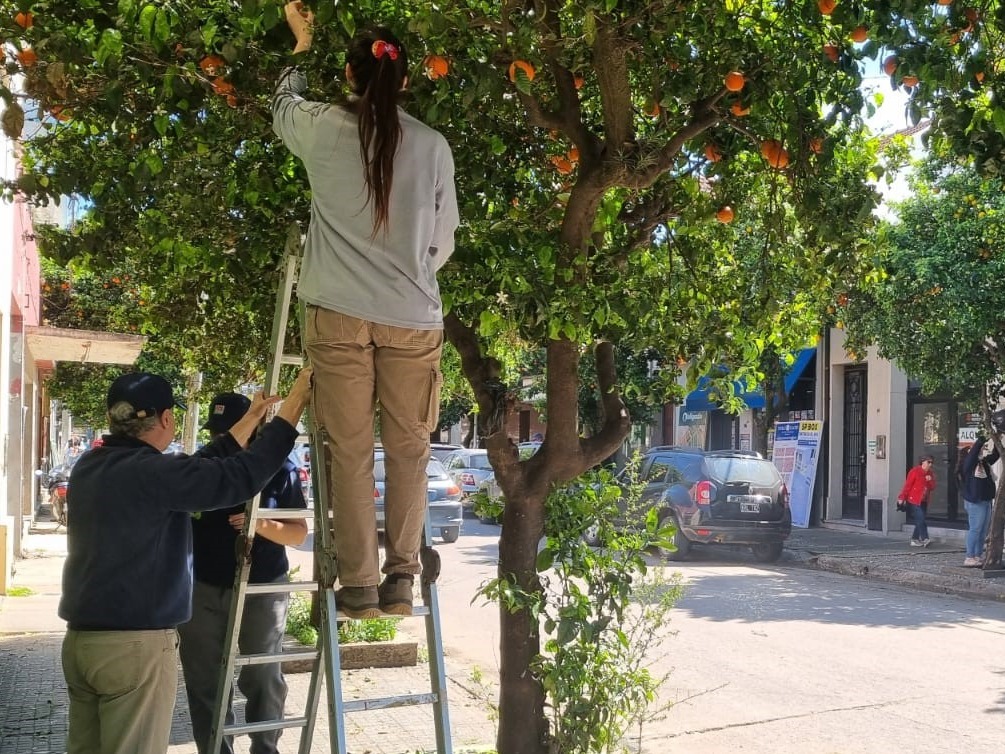 Inta y Senasa controlan plagas en los naranjos amargos del centro | FM Avenida