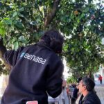 Monitorean naranjos en las calles de San Pedro para prevenir el HLB | FM Avenida