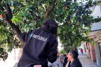 Monitorean naranjos en las calles de San Pedro para prevenir el HLB | FM Avenida