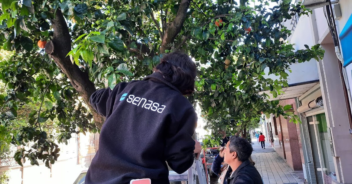Monitorean naranjos en las calles de San Pedro para prevenir el HLB | FM Avenida