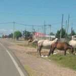 “¿Incapaces o socios?”: la Sociedad Rural cuestionó la inactividad municipal por los caballos sueltos | FM Avenida