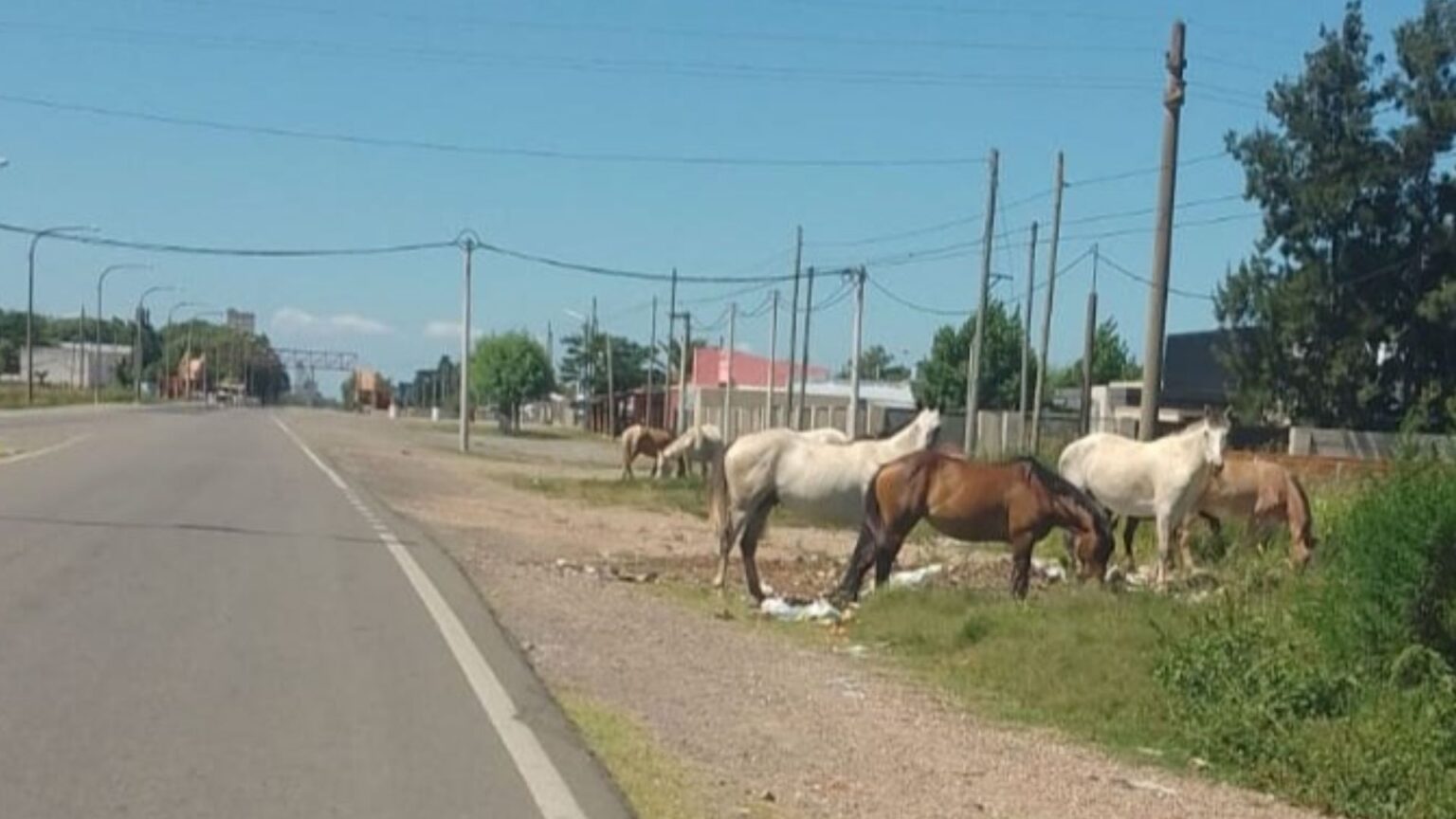 “¿Incapaces o socios?”: la Sociedad Rural cuestionó la inactividad municipal por los caballos sueltos | FM Avenida