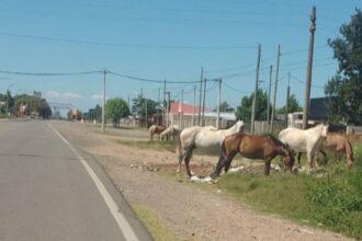 “¿Incapaces o socios?”: la Sociedad Rural cuestionó la inactividad municipal por los caballos sueltos | FM Avenida