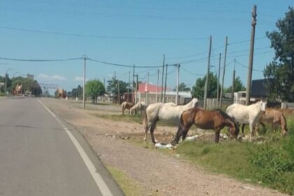 “¿Incapaces o socios?”: la Sociedad Rural cuestionó la inactividad municipal por los caballos sueltos | FM Avenida