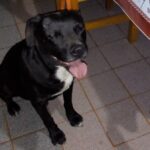 Adiós a Ciro, un perrito de la zona de Lavalle y 11 de Septiembre: "No aguantó la pirotecnia" | FM Avenida