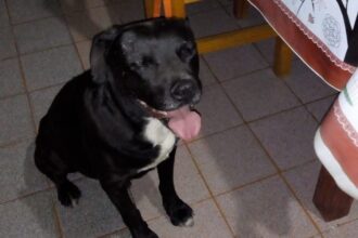 Adiós a Ciro, un perrito de la zona de Lavalle y 11 de Septiembre: "No aguantó la pirotecnia" | FM Avenida