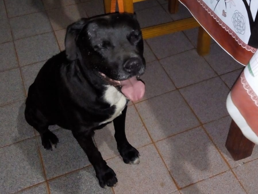 Adiós a Ciro, un perrito de la zona de Lavalle y 11 de Septiembre: "No aguantó la pirotecnia" | FM Avenida