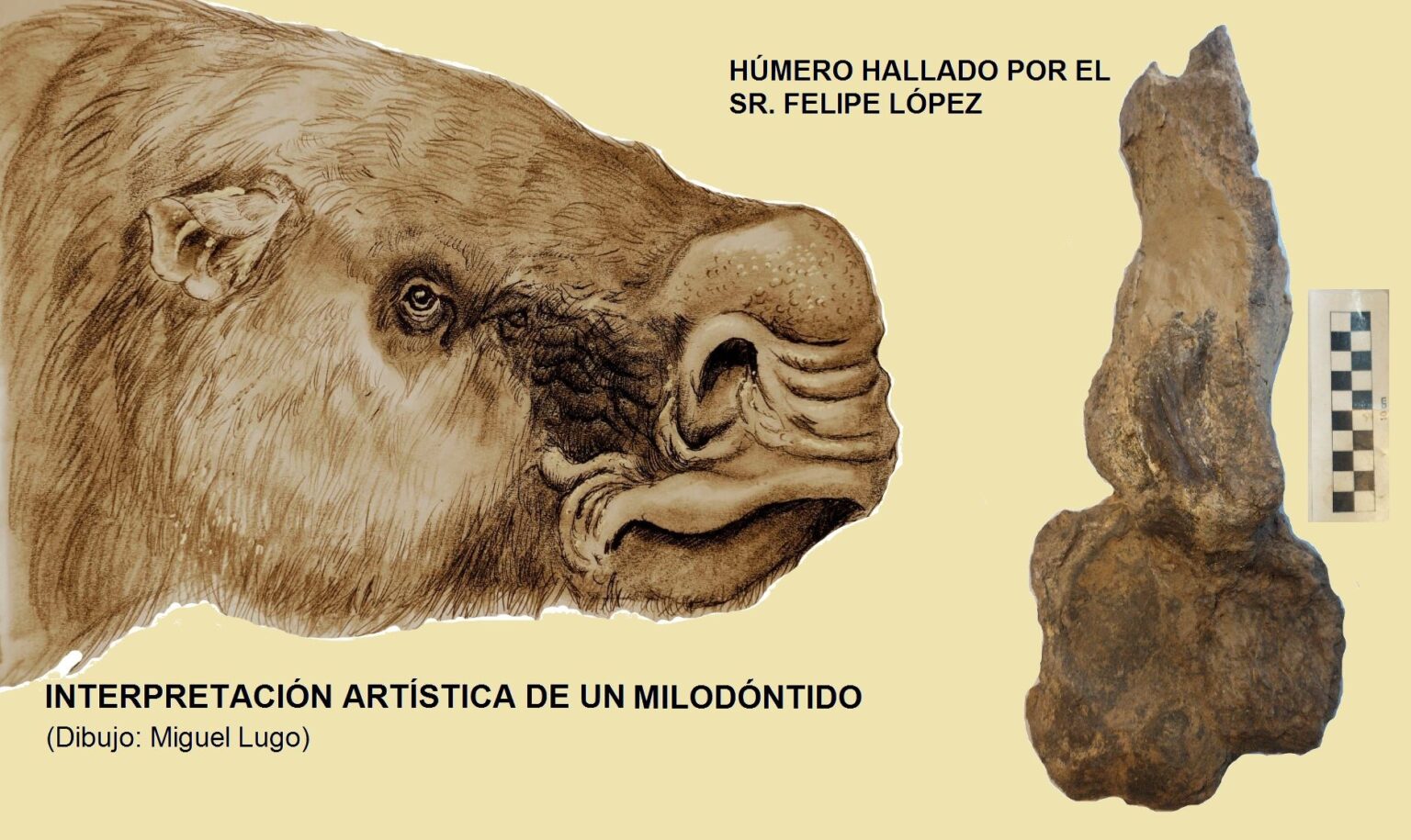 Bajo Tala: vecino descubrió el fósil de un perezoso gigante | FM Avenida