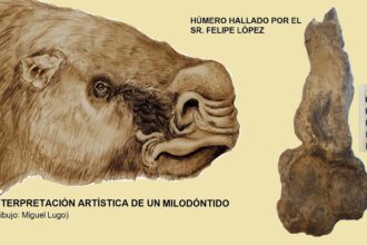 Bajo Tala: vecino descubrió el fósil de un perezoso gigante | FM Avenida