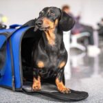 Habilitaron el traslado de mascotas en trenes de larga distancia: estaba prohibido desde 1936 | FM Avenida