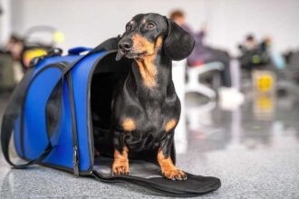 Habilitaron el traslado de mascotas en trenes de larga distancia: estaba prohibido desde 1936 | FM Avenida