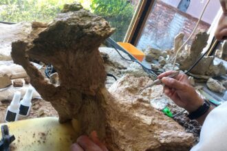 Hallaron la pelvis fosilizada de un megaterio de 500 mil años | FM Avenida