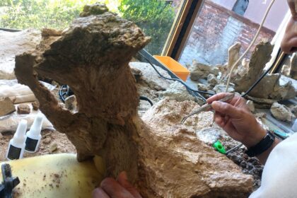 Hallaron la pelvis fosilizada de un megaterio de 500 mil años | FM Avenida