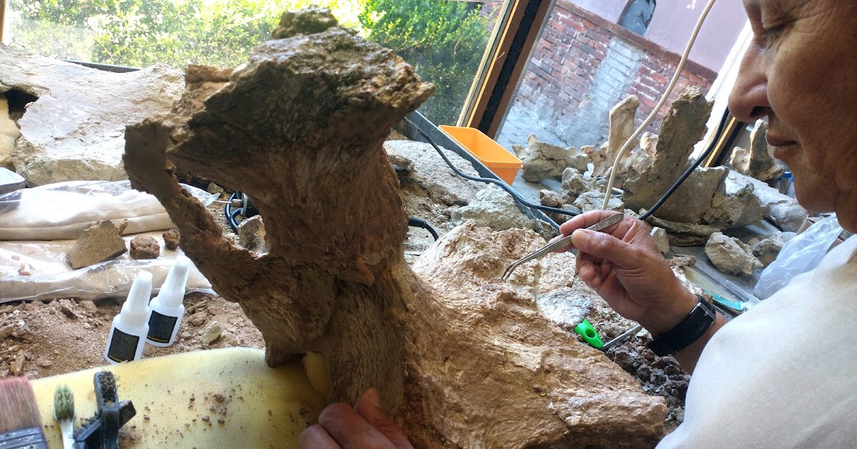 Hallaron la pelvis fosilizada de un megaterio de 500 mil años | FM Avenida