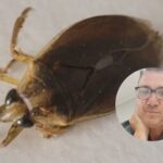 Invasión de chinches de agua en San Pedro: qué dijo el director de Bromatología Saverio Gutiérrez | FM Avenida