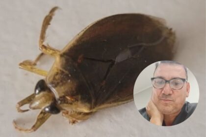 Invasión de chinches de agua en San Pedro: qué dijo el director de Bromatología Saverio Gutiérrez | FM Avenida