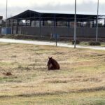 Los dueños de caballos sueltos secuestrados pagarán $ 16 500 por día de alimentos | FM Avenida