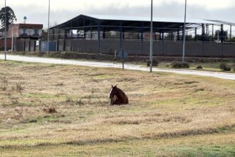 Los dueños de caballos sueltos secuestrados pagarán $ 16 500 por día de alimentos | FM Avenida