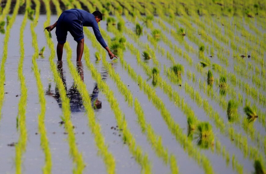 Qué significa la frase: “Si haces planes para un año, siembra arroz; si los haces para dos lustros, planta árboles; y si los haces para toda la vida, educa a una persona” | FM Avenida