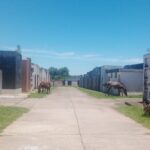 Secuestraron caballos sueltos en el Cementerio | FM Avenida