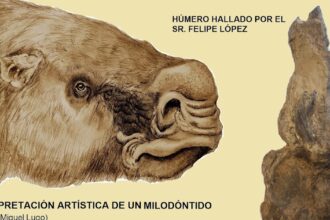 Un vecino descubrió un húmero fósil de perezoso gigante de la era Ensenadense | FM Avenida