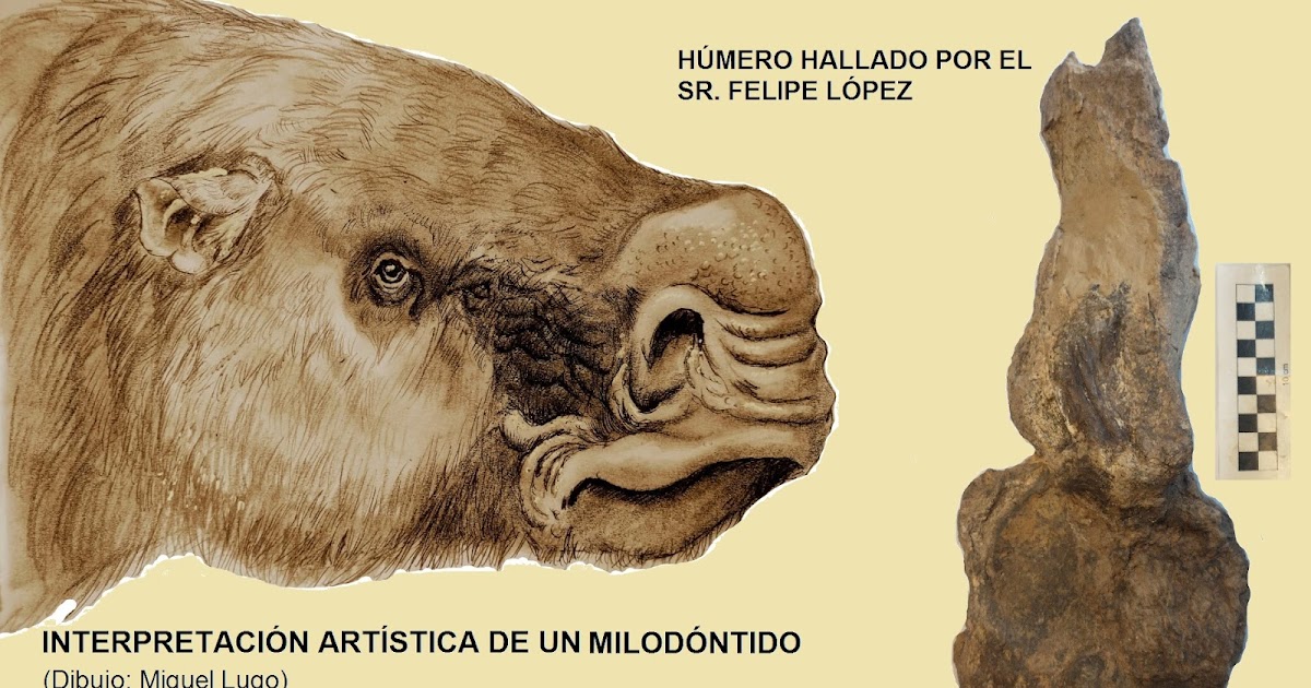 Un vecino descubrió un húmero fósil de perezoso gigante de la era Ensenadense | FM Avenida