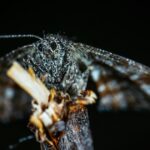 Advierten por brotes de dermatitis urticante tras invasión de polillas negras en distritos cercanos a San Pedro | FM Avenida