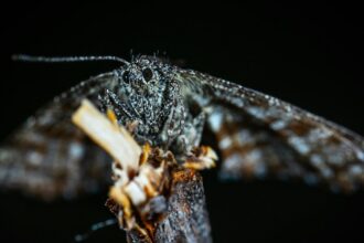 Advierten por brotes de dermatitis urticante tras invasión de polillas negras en distritos cercanos a San Pedro | FM Avenida