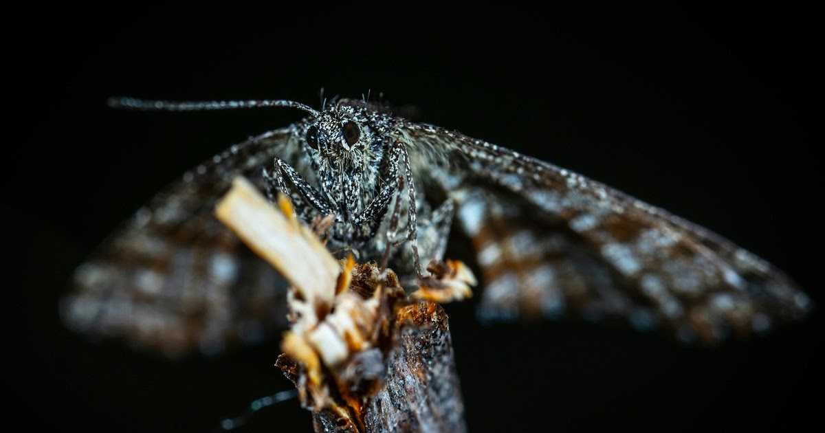 Advierten por brotes de dermatitis urticante tras invasión de polillas negras en distritos cercanos a San Pedro | FM Avenida