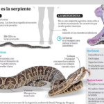 Alerta tras registrarse otros dos ataques de yarará en la última semana | FM Avenida