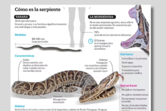 Alerta tras registrarse otros dos ataques de yarará en la última semana | FM Avenida