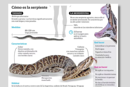 Alerta tras registrarse otros dos ataques de yarará en la última semana | FM Avenida