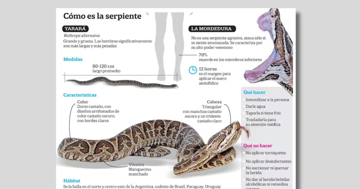 Alerta tras registrarse otros dos ataques de yarará en la última semana | FM Avenida